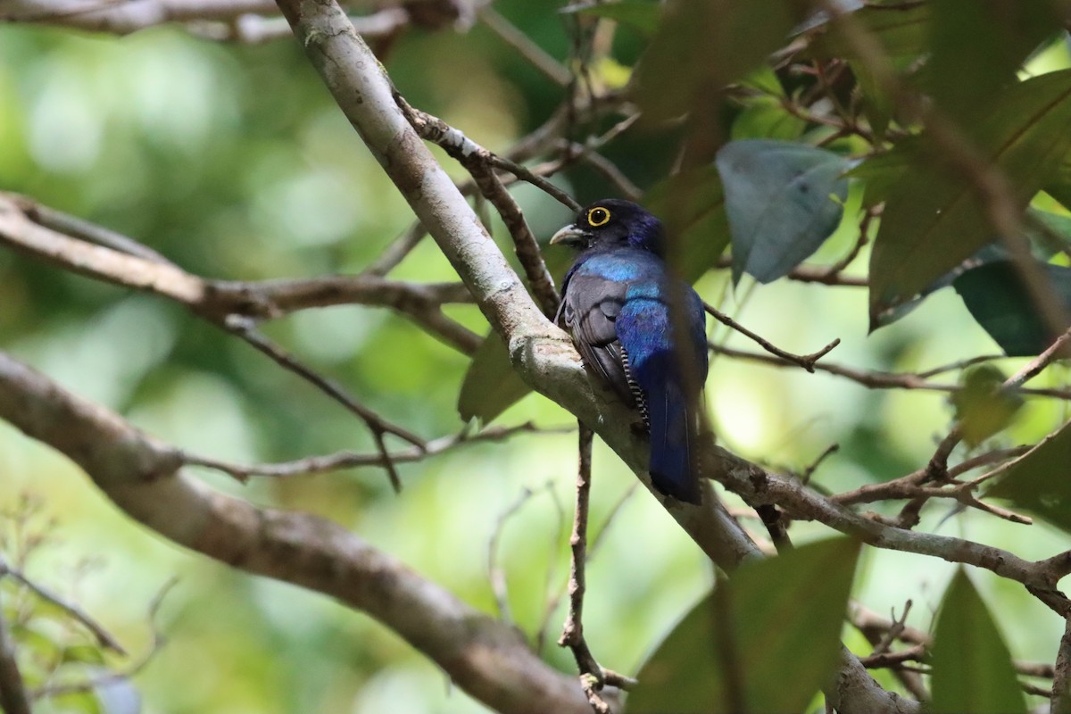 Guianan Trogon - ML623762759