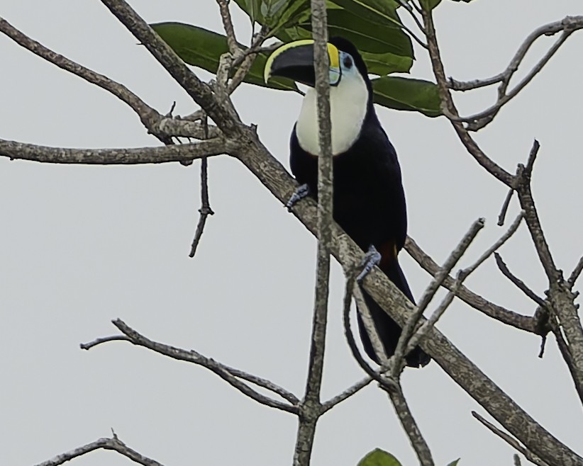 Channel-billed Toucan - ML623762764