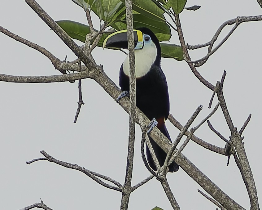 Channel-billed Toucan - ML623762765