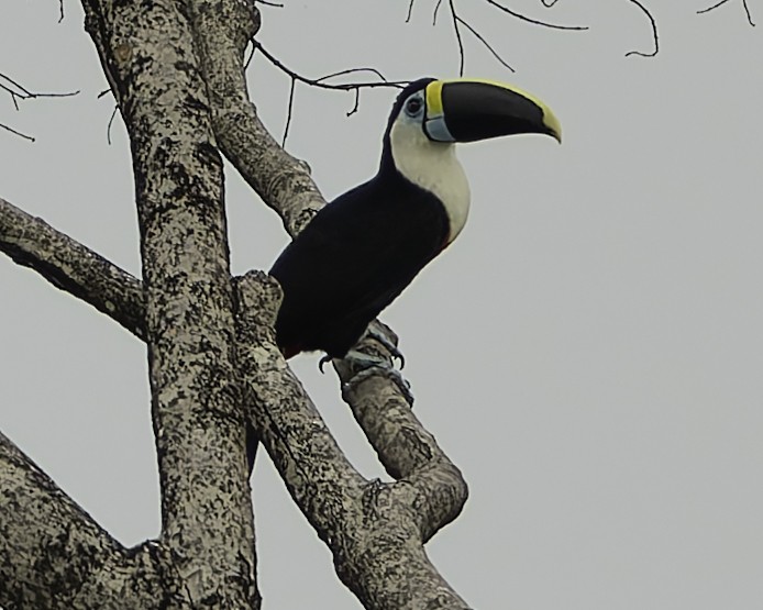 Channel-billed Toucan - ML623762766