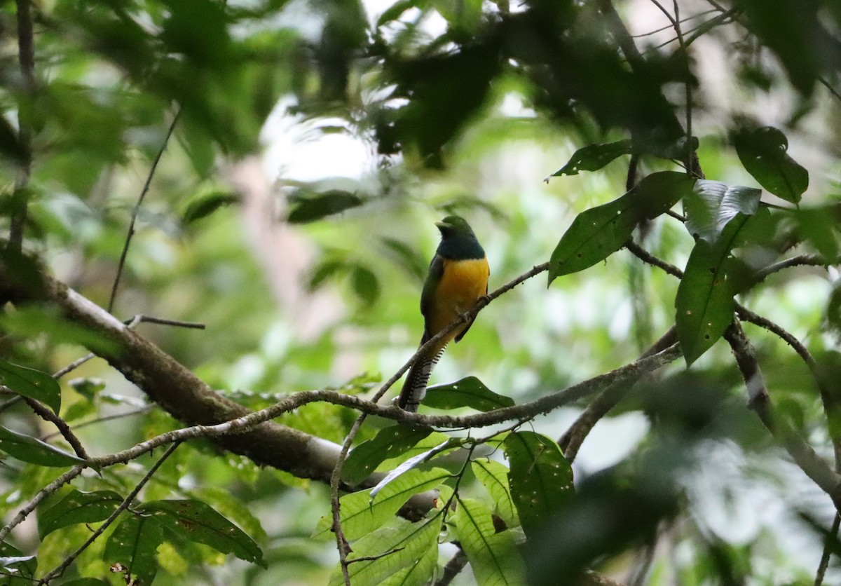 Amazonian Black-throated Trogon - ML623762768