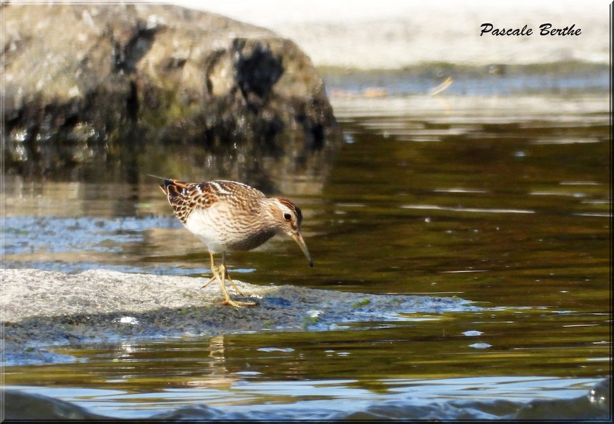 Pectoral Sandpiper - ML623762781