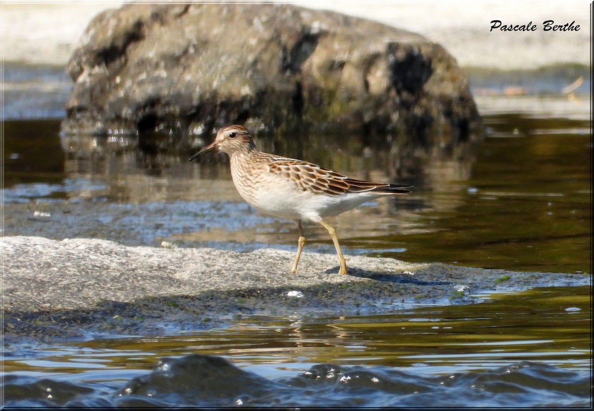 Pectoral Sandpiper - Pascale Berthe