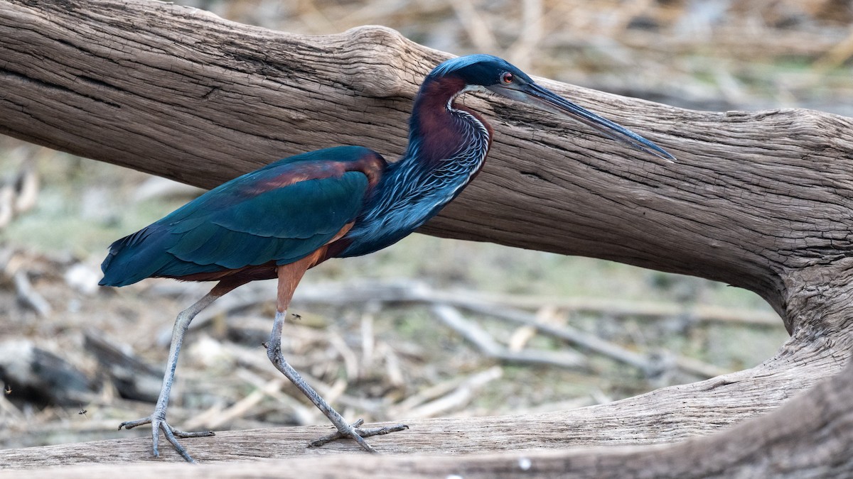 Agami Heron - ML623762785