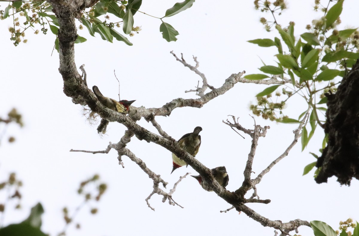 Black-spotted Barbet - ML623762786