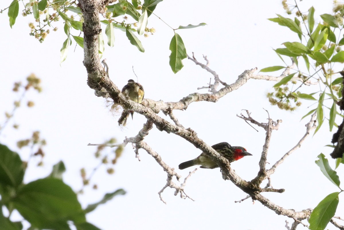 Kırmızı Boğazlı Alaca Barbet - ML623762787