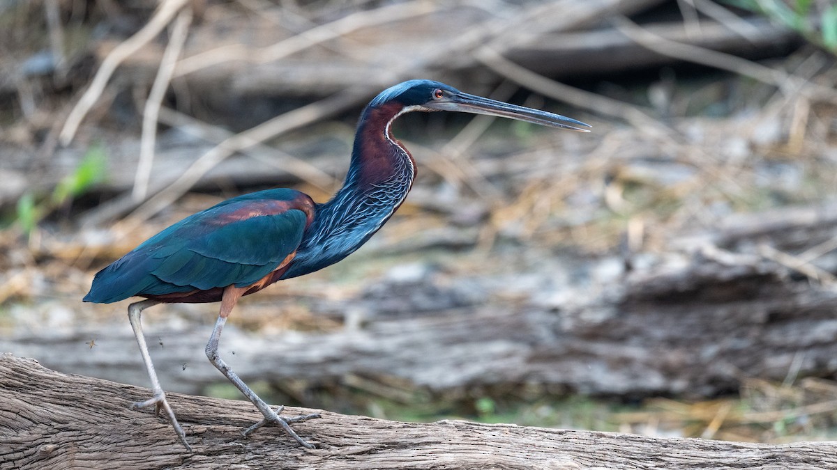 Agami Heron - ML623762788