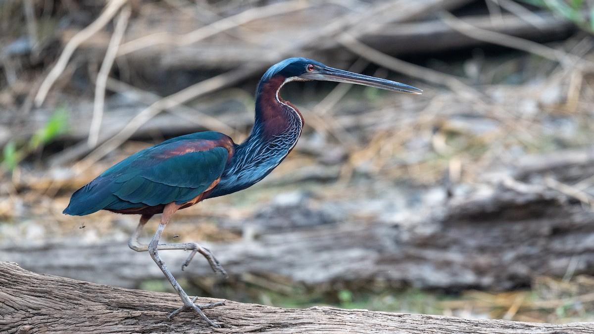 Agami Heron - ML623762790