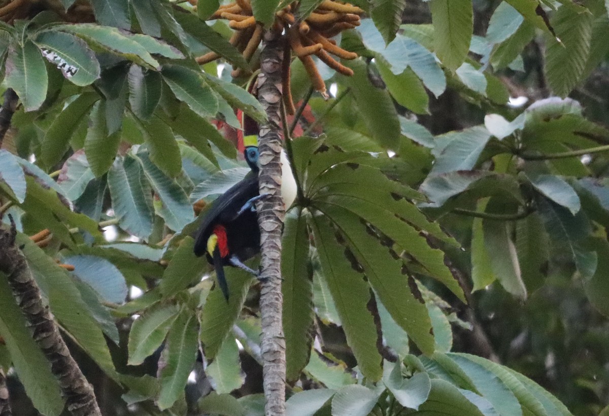 White-throated Toucan - ML623762815