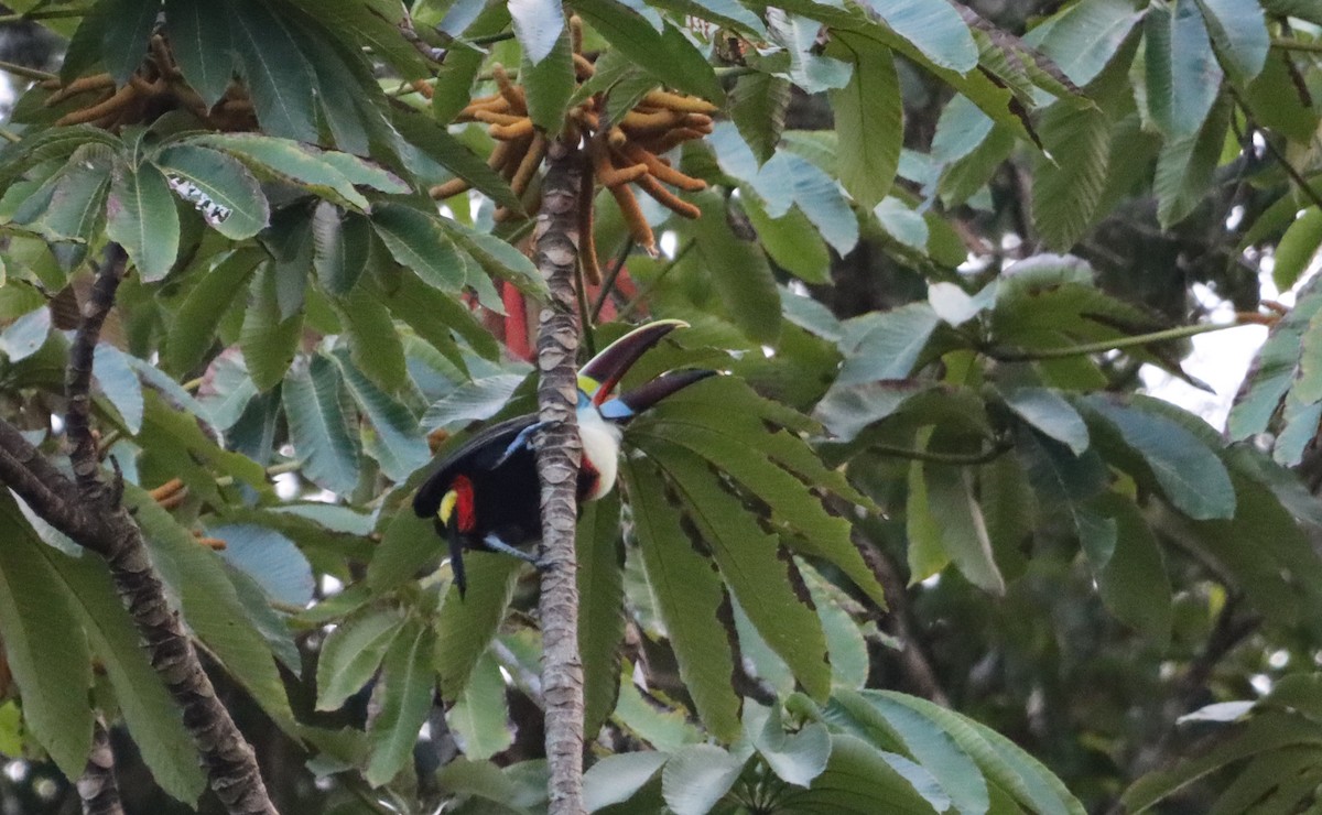 White-throated Toucan - ML623762816