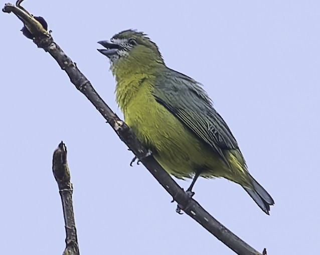 Golden-bellied Euphonia - ML623762825