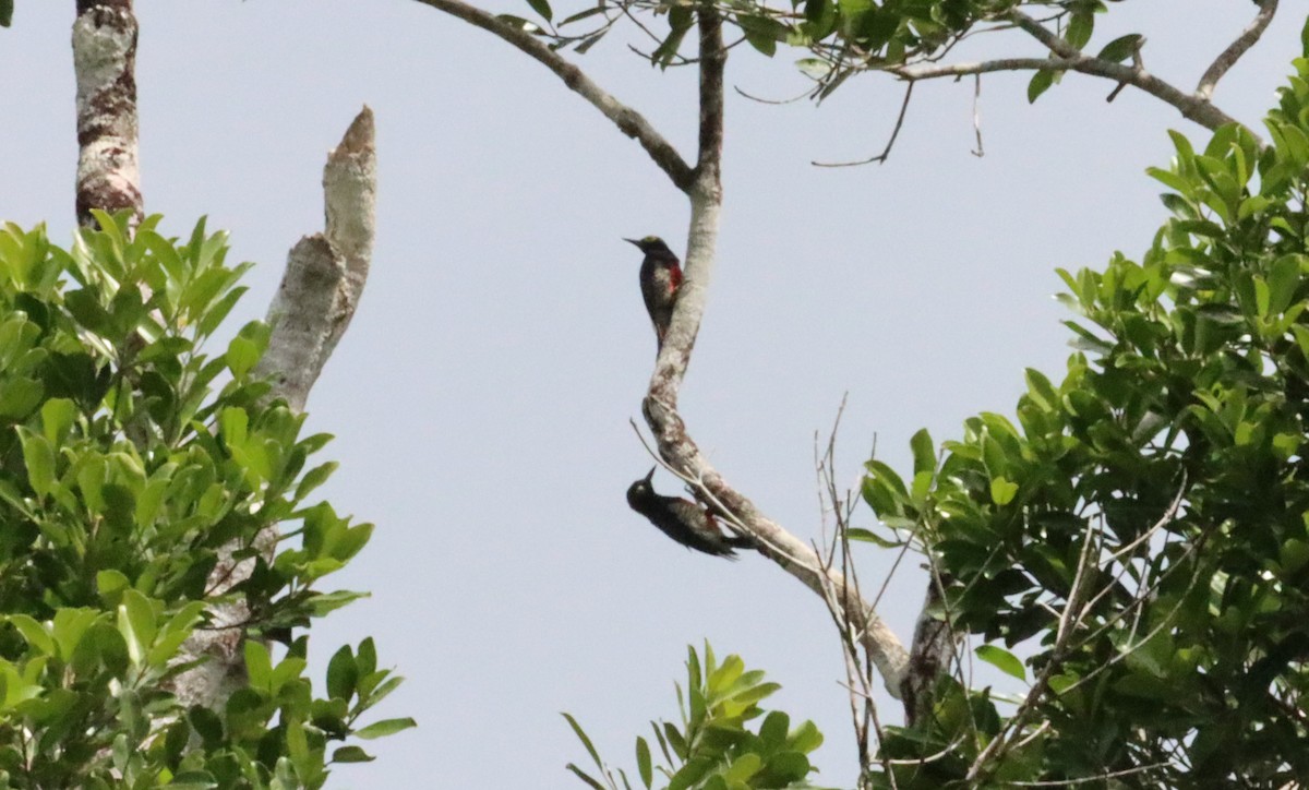 Yellow-tufted Woodpecker - ML623762826