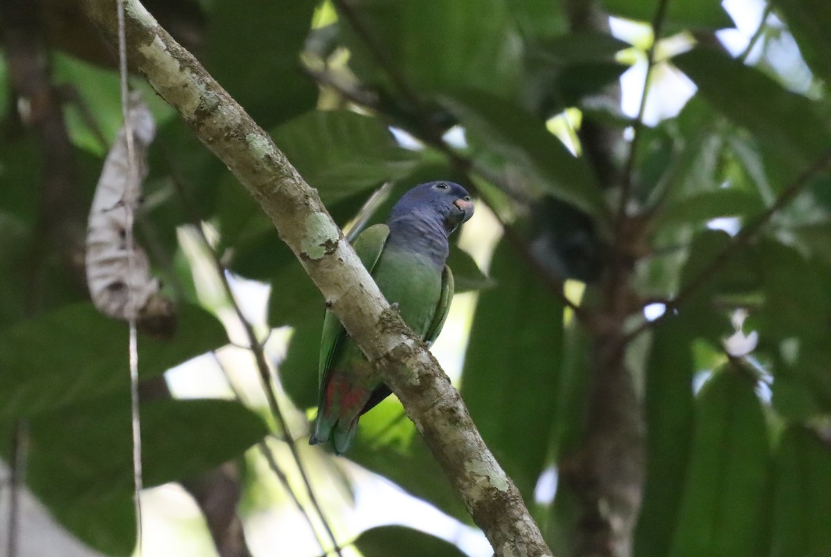 Blue-headed Parrot - ML623762852