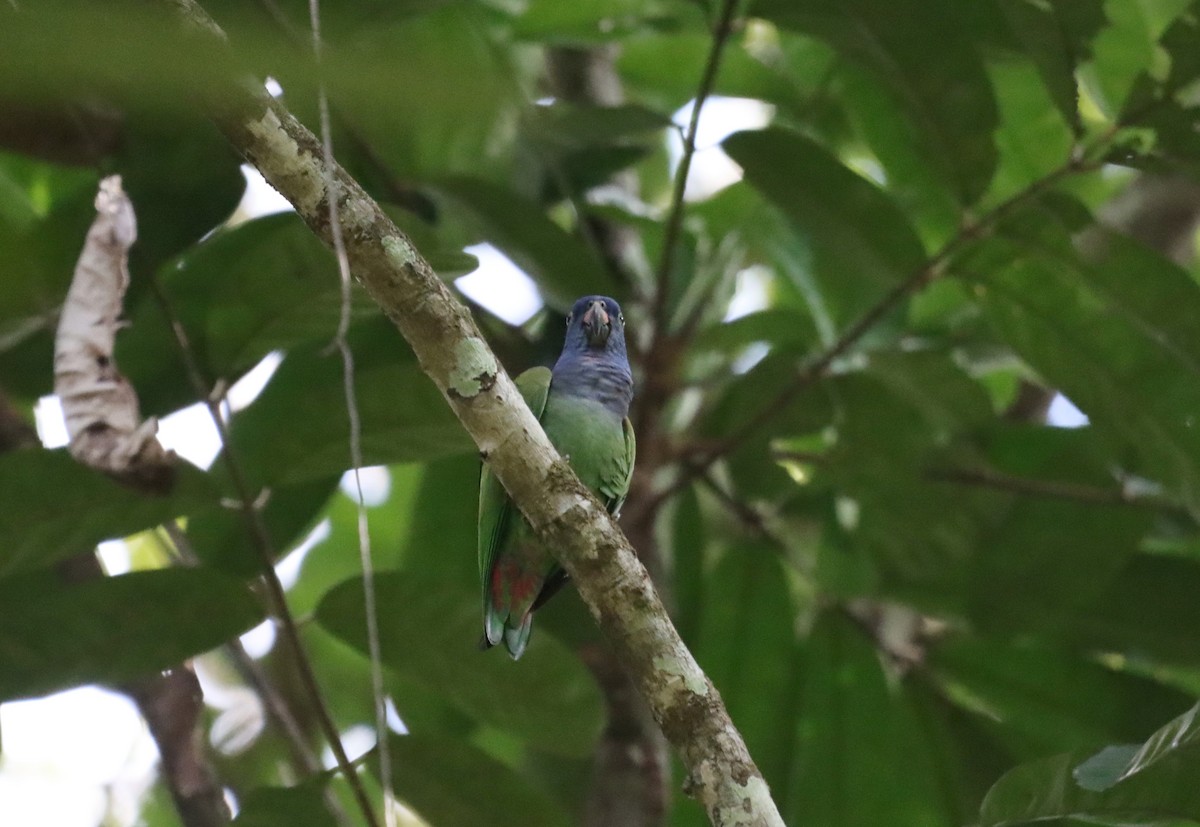 Blue-headed Parrot - ML623762853