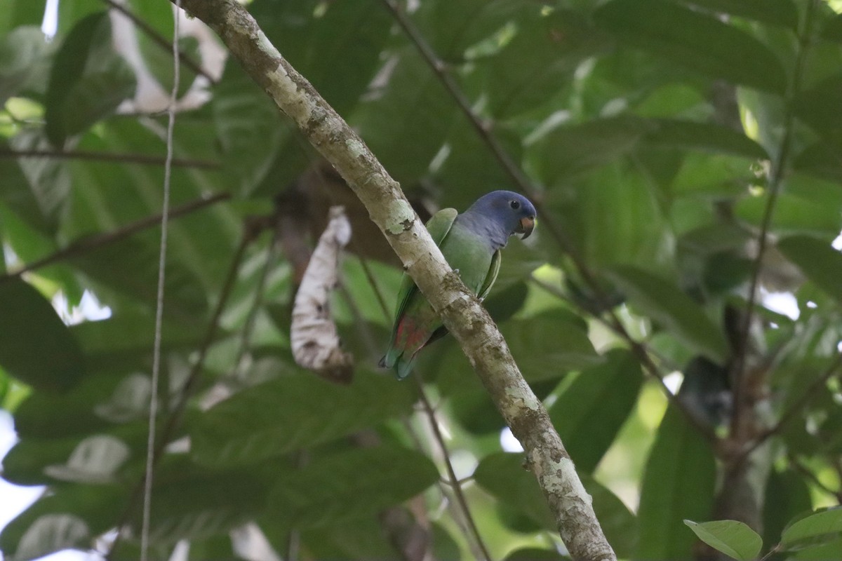 Blue-headed Parrot - ML623762854