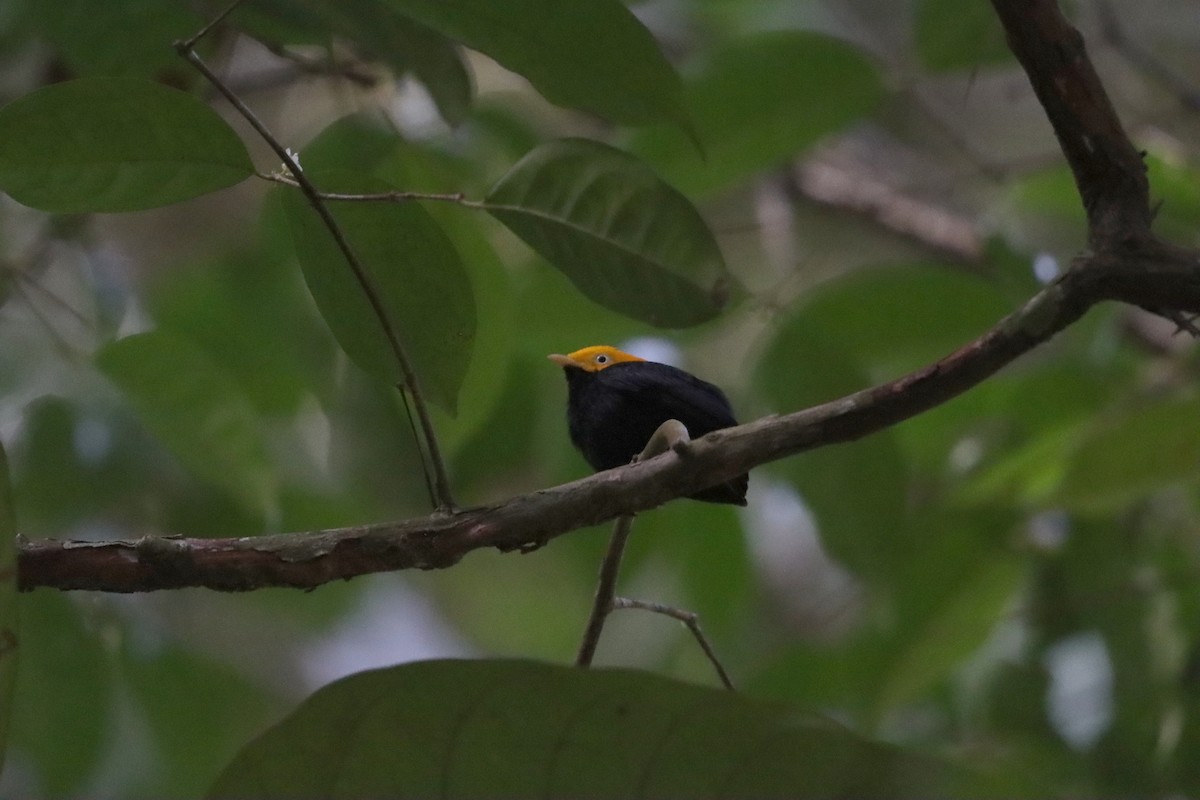 Golden-headed Manakin - ML623762889