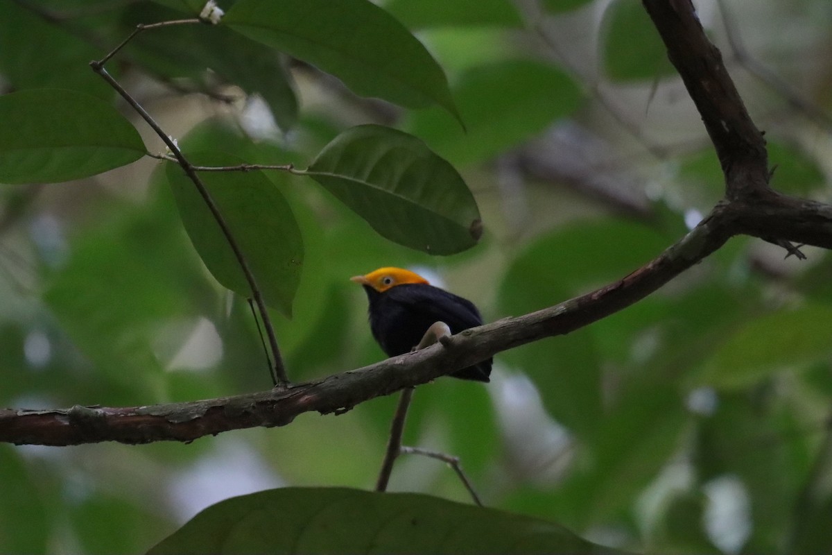 Golden-headed Manakin - ML623762890