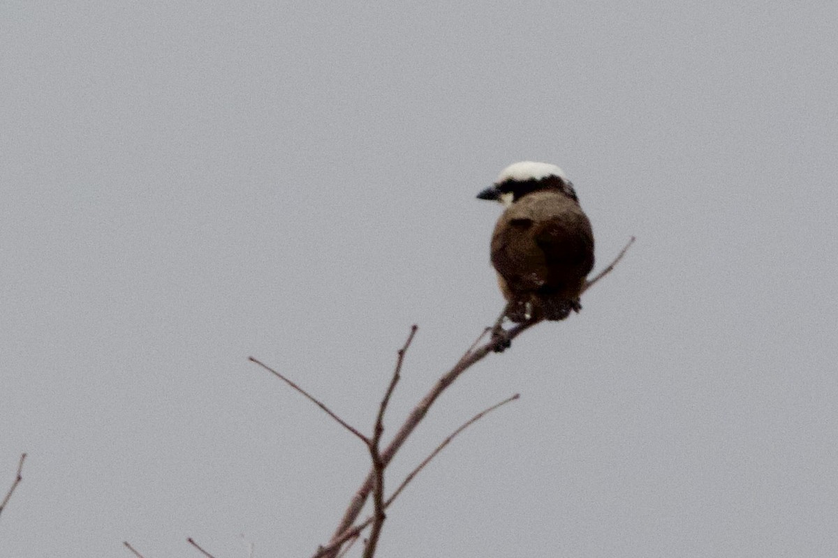 White-crowned Shrike - ML623762897