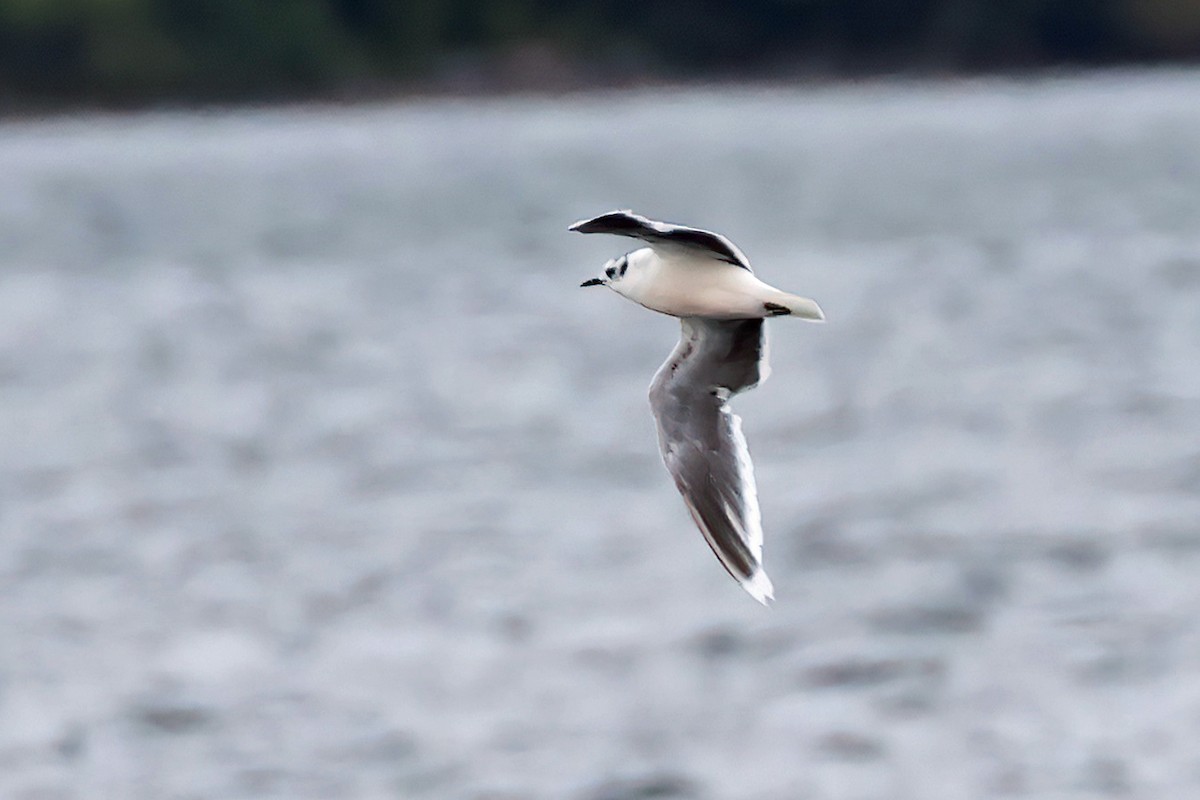 Little Gull - Garth V. Riley