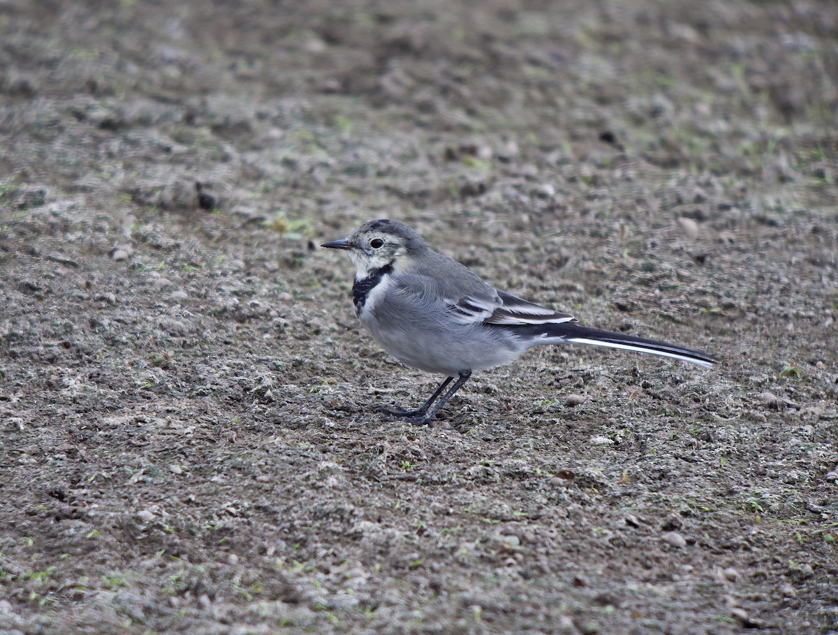 White Wagtail (British) - Wayne Gillatt