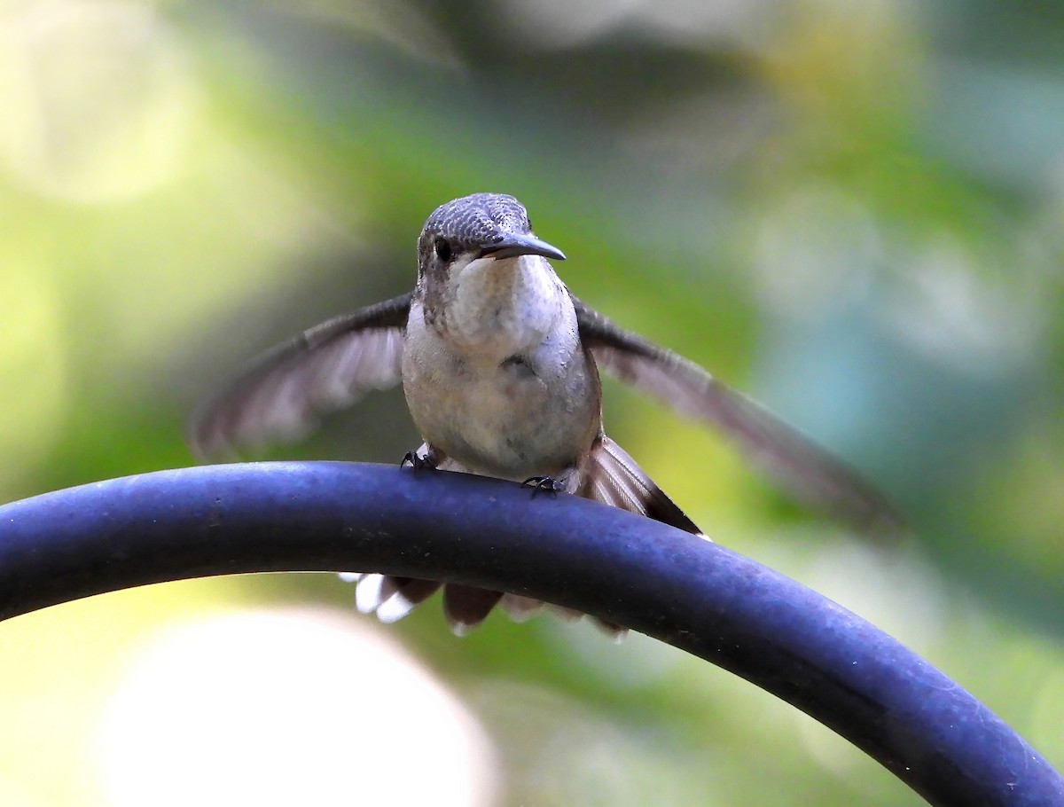 Colibrí Gorjirrubí - ML623762918