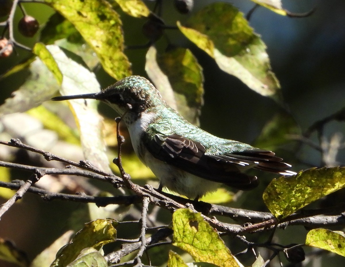 Colibrí Gorjirrubí - ML623762919