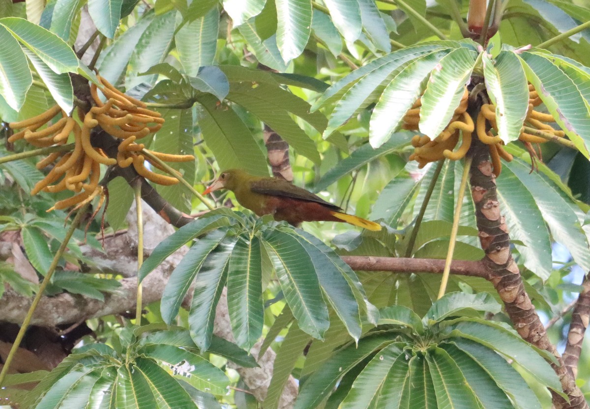 Green Oropendola - Henriette de Vries