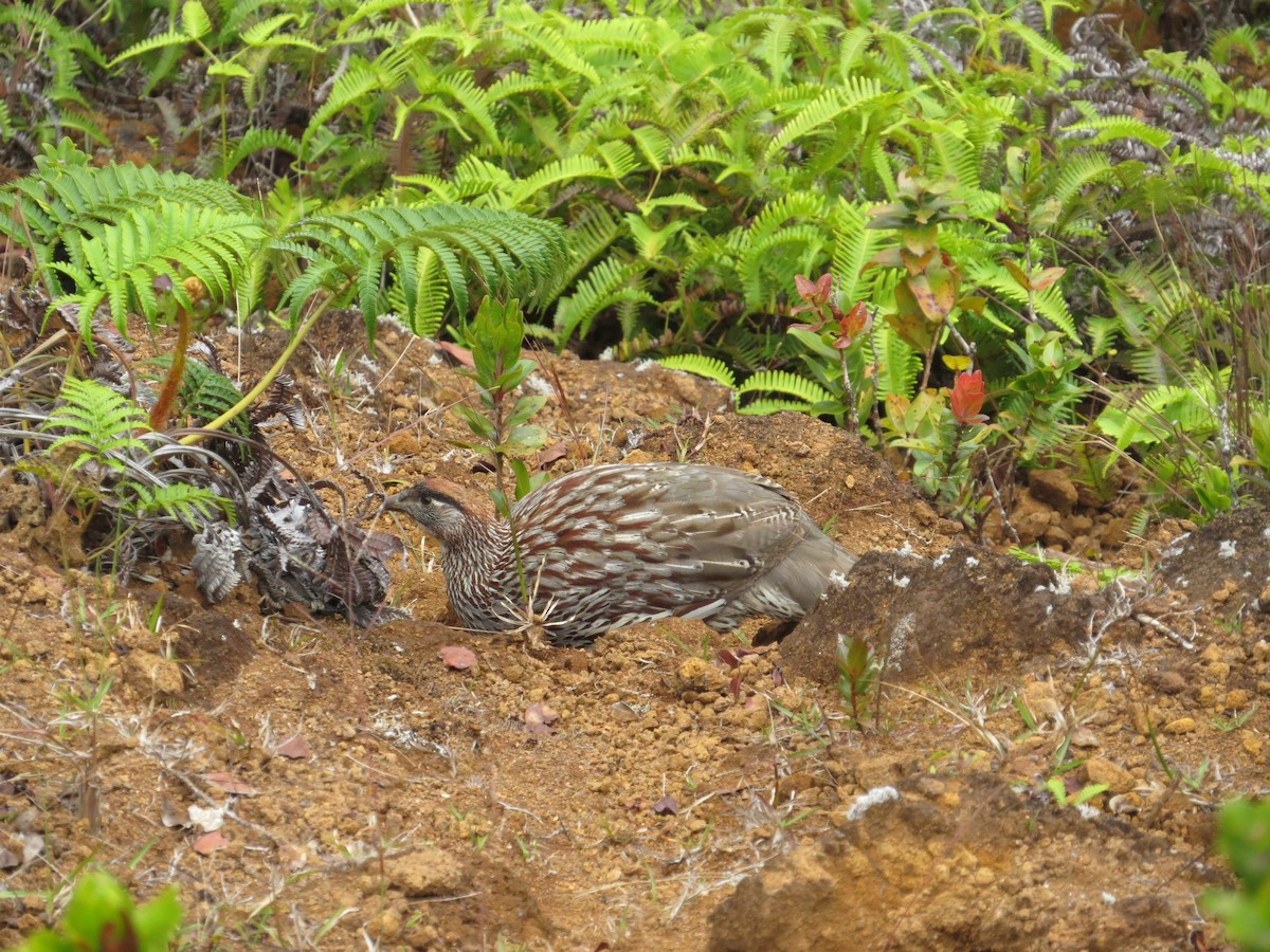 Erckel's Spurfowl - ML623762933