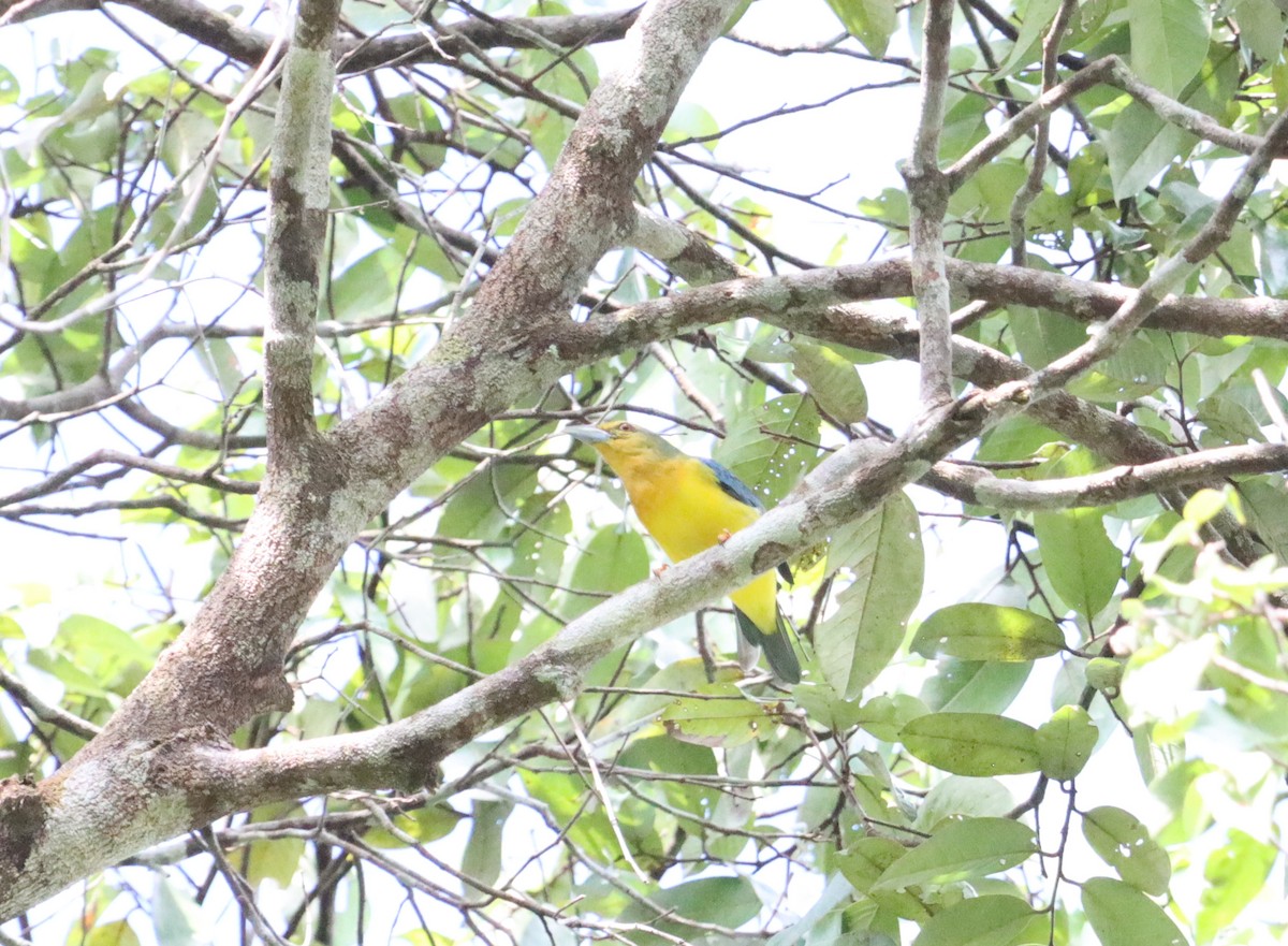 Blue-backed Tanager - ML623762943