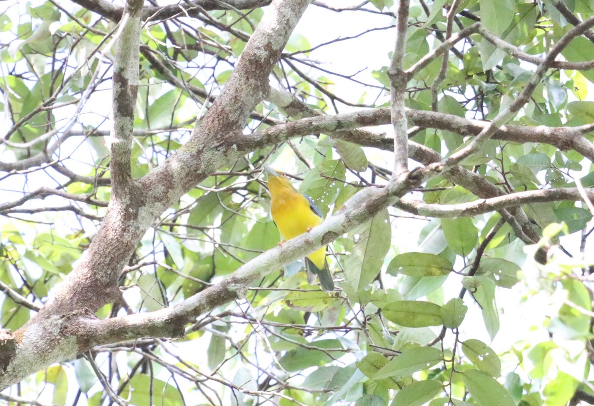 Blue-backed Tanager - ML623762944