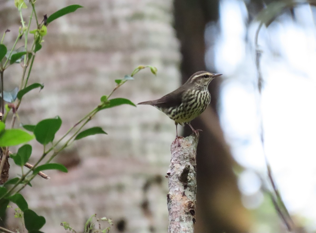 Northern Waterthrush - Susan Young