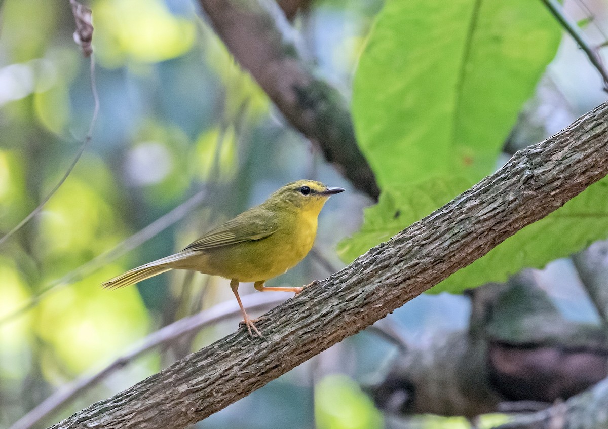 Flavescent Warbler - Eduardo Bergo