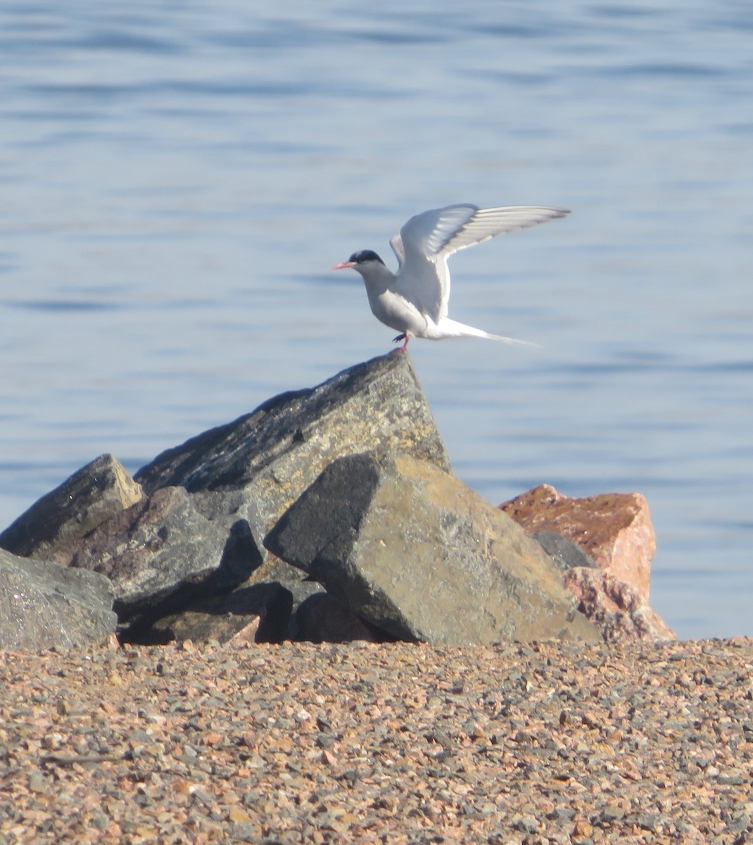 Arctic Tern - ML623763044