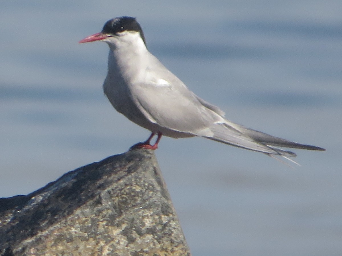 Arctic Tern - Ken Wat