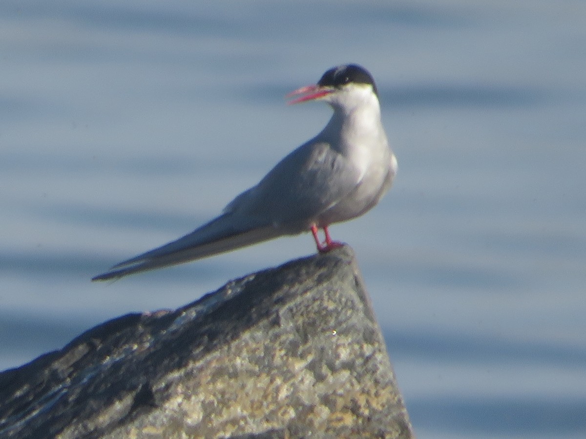 Arctic Tern - ML623763046