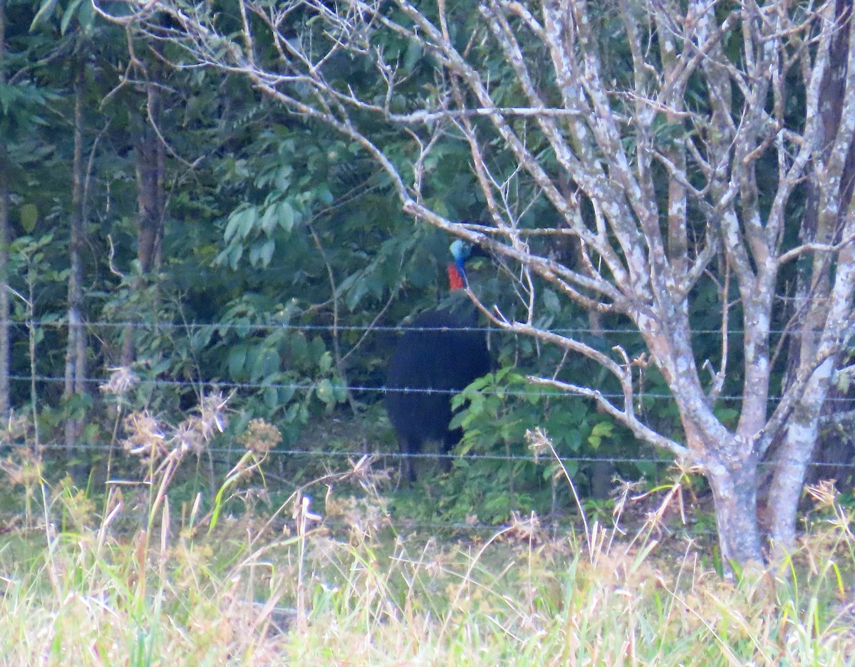 Southern Cassowary - ML623763055