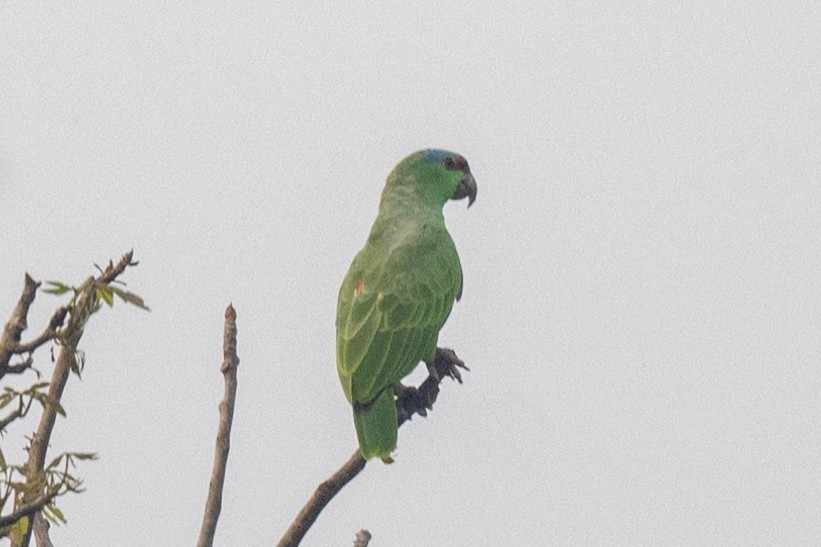 Festive Parrot - ML623763067