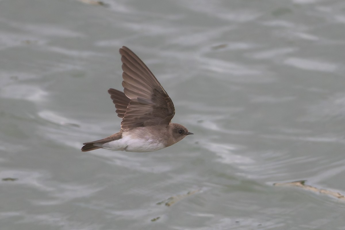 Northern Rough-winged Swallow - ML623763076