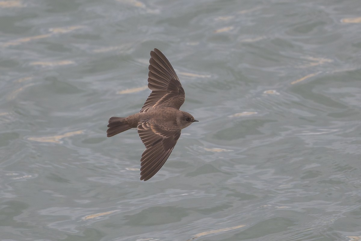 Northern Rough-winged Swallow - ML623763077