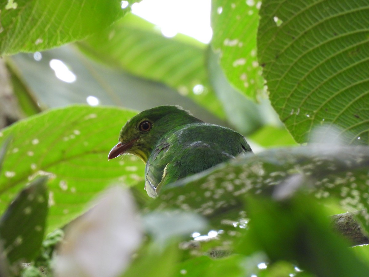 Golden-breasted Fruiteater - ML623763082