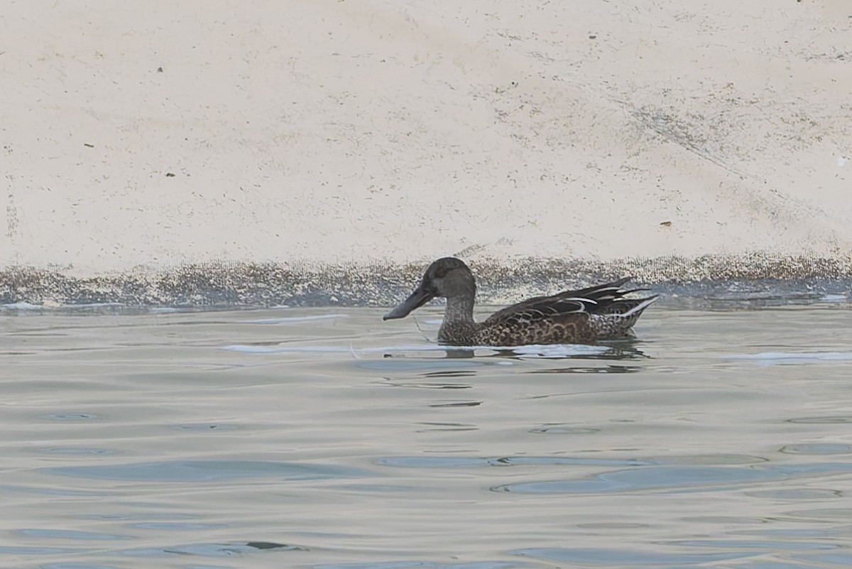 Northern Shoveler - ML623763094