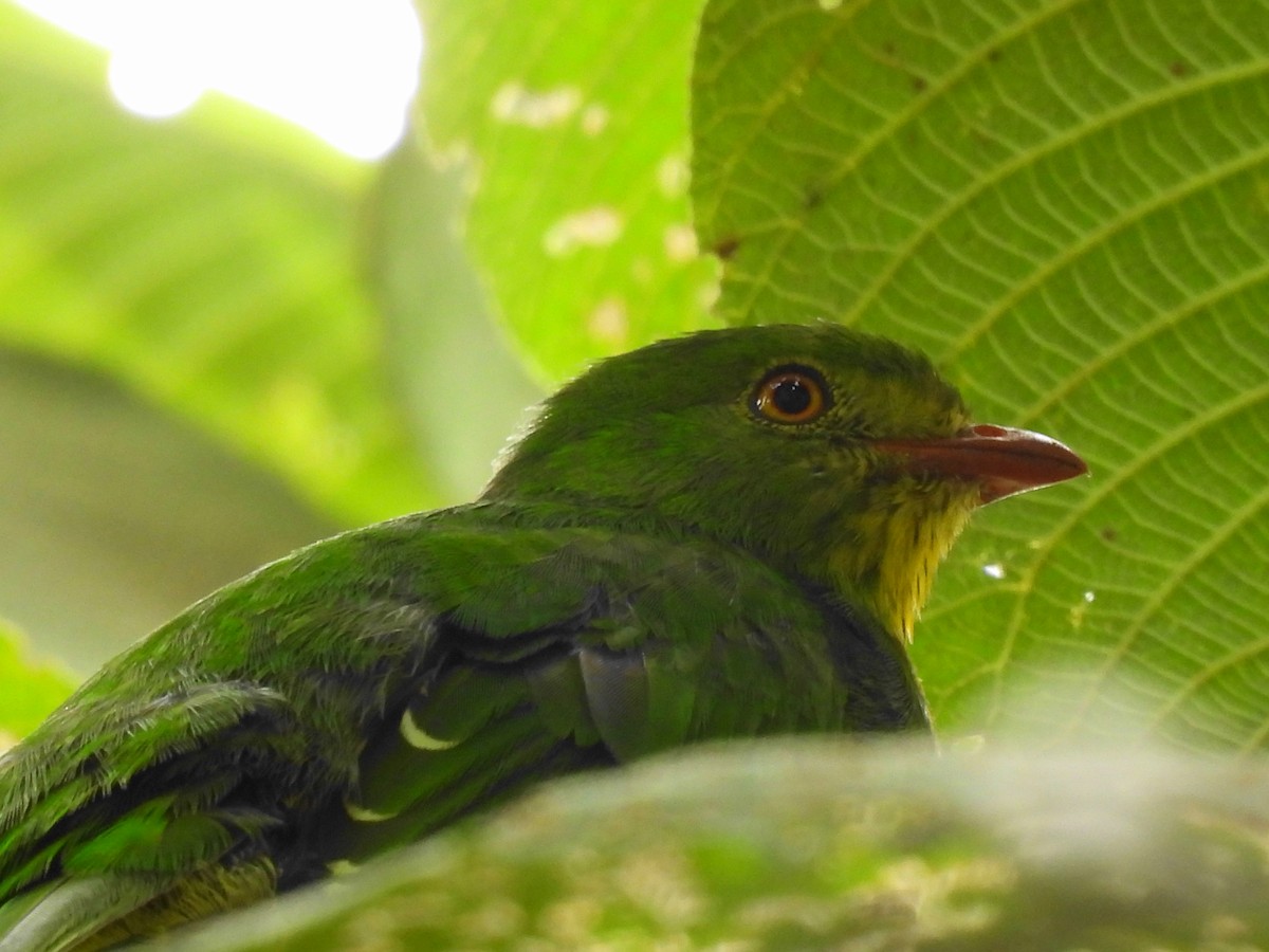 Golden-breasted Fruiteater - Bernardo José Jiménez Mejía