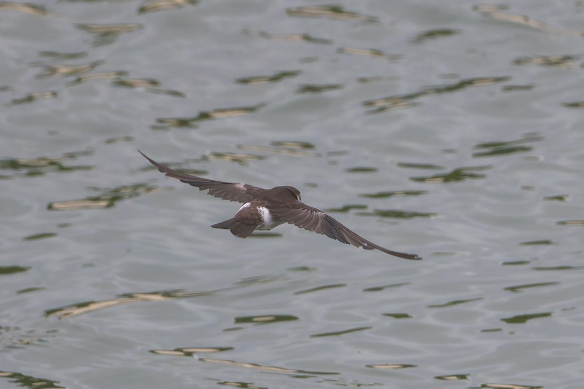 Violet-green Swallow - ML623763127