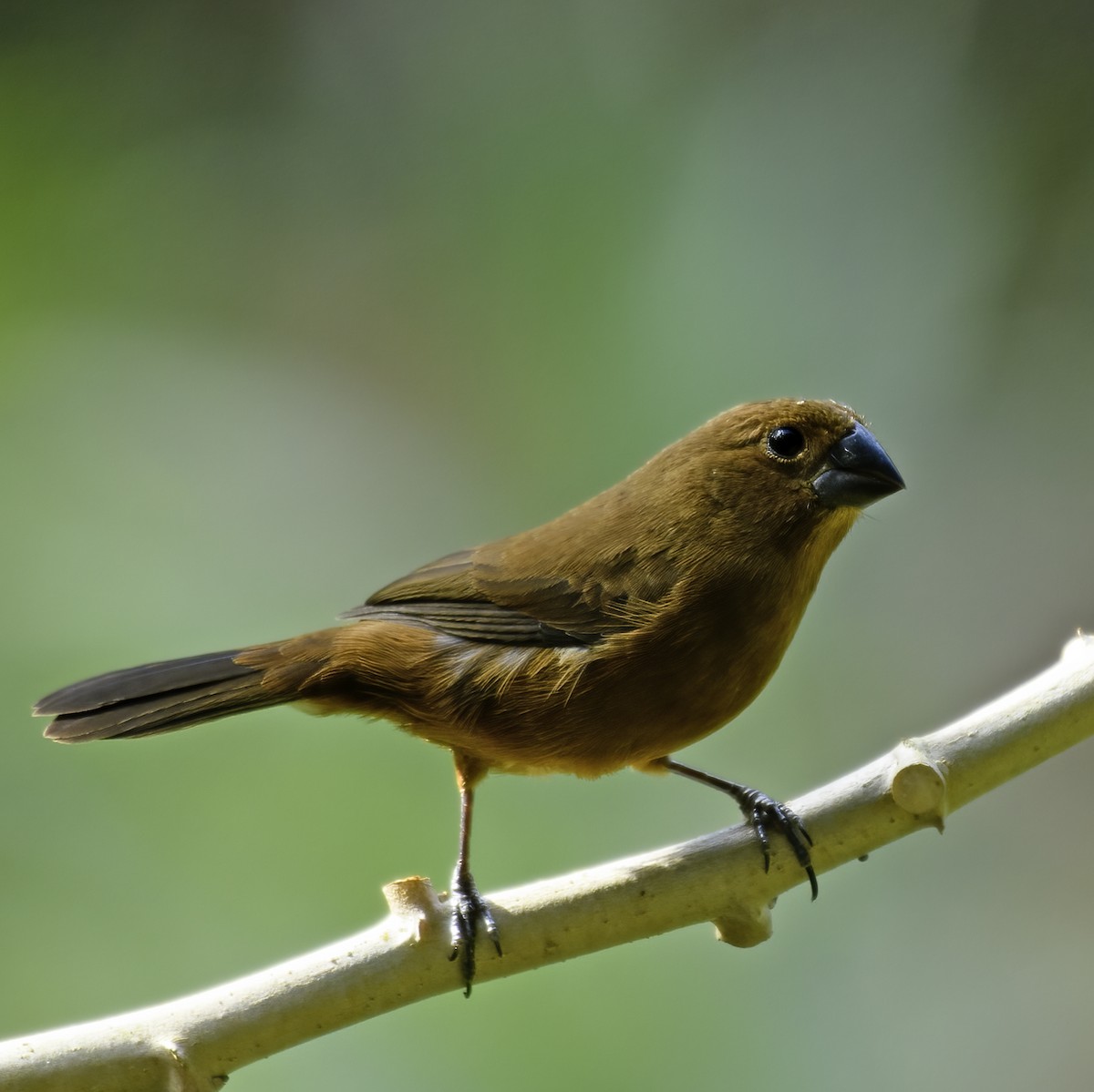 Thick-billed Seed-Finch - ML623763131