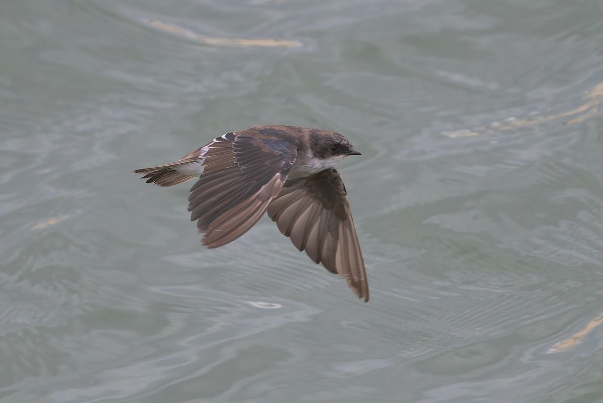 Tree Swallow - ML623763148