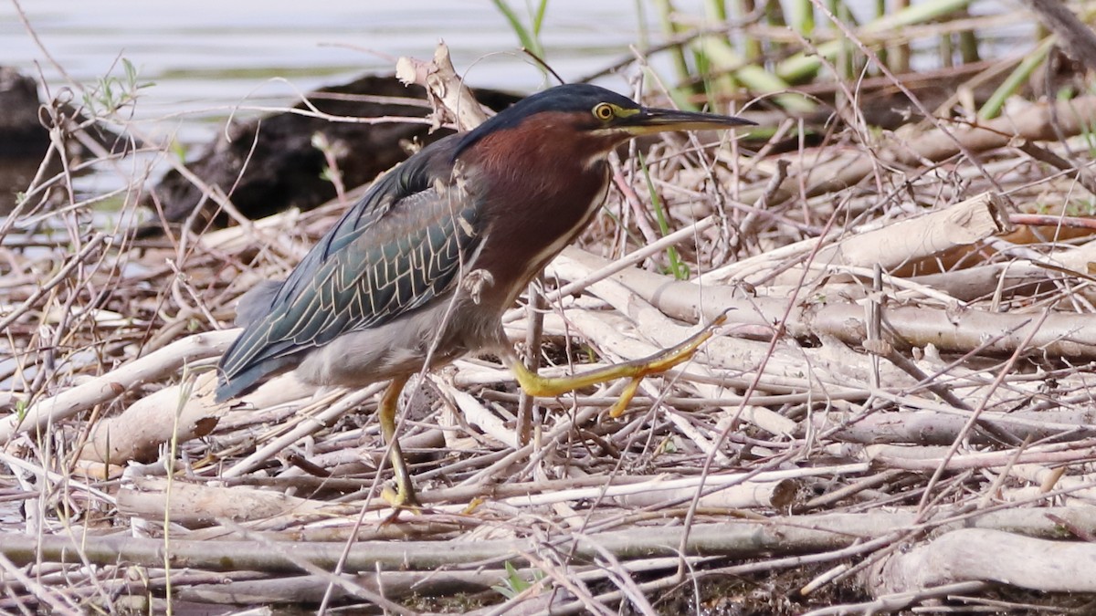 Green Heron - ML623763172