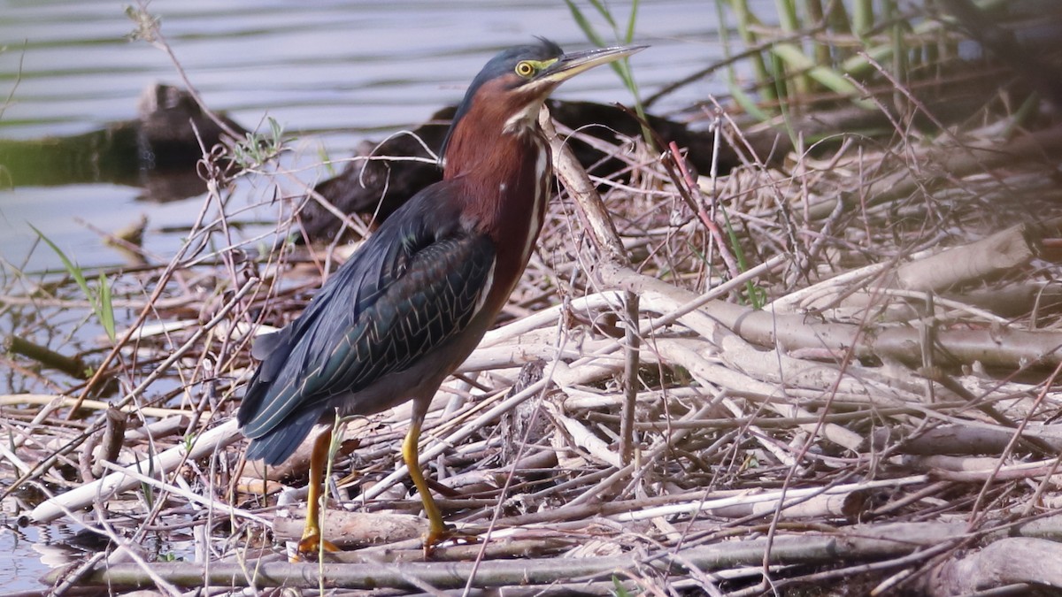 Green Heron - ML623763174