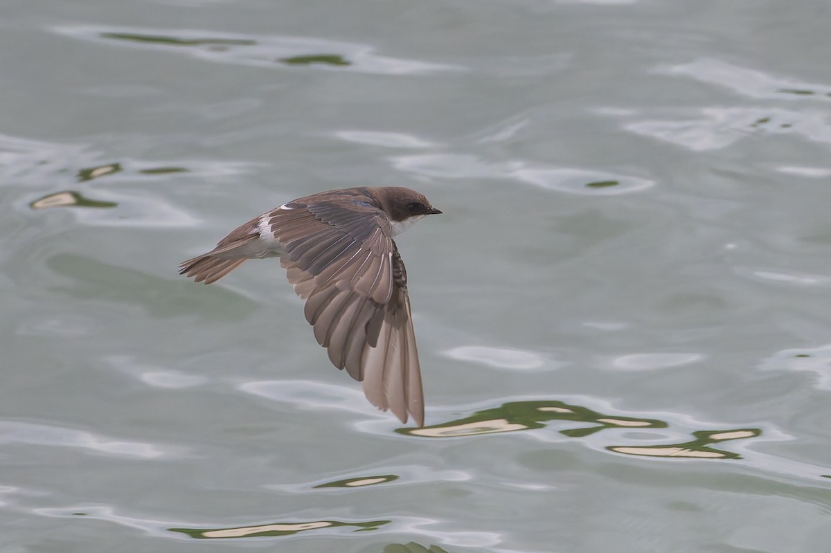 Tree Swallow - ML623763187