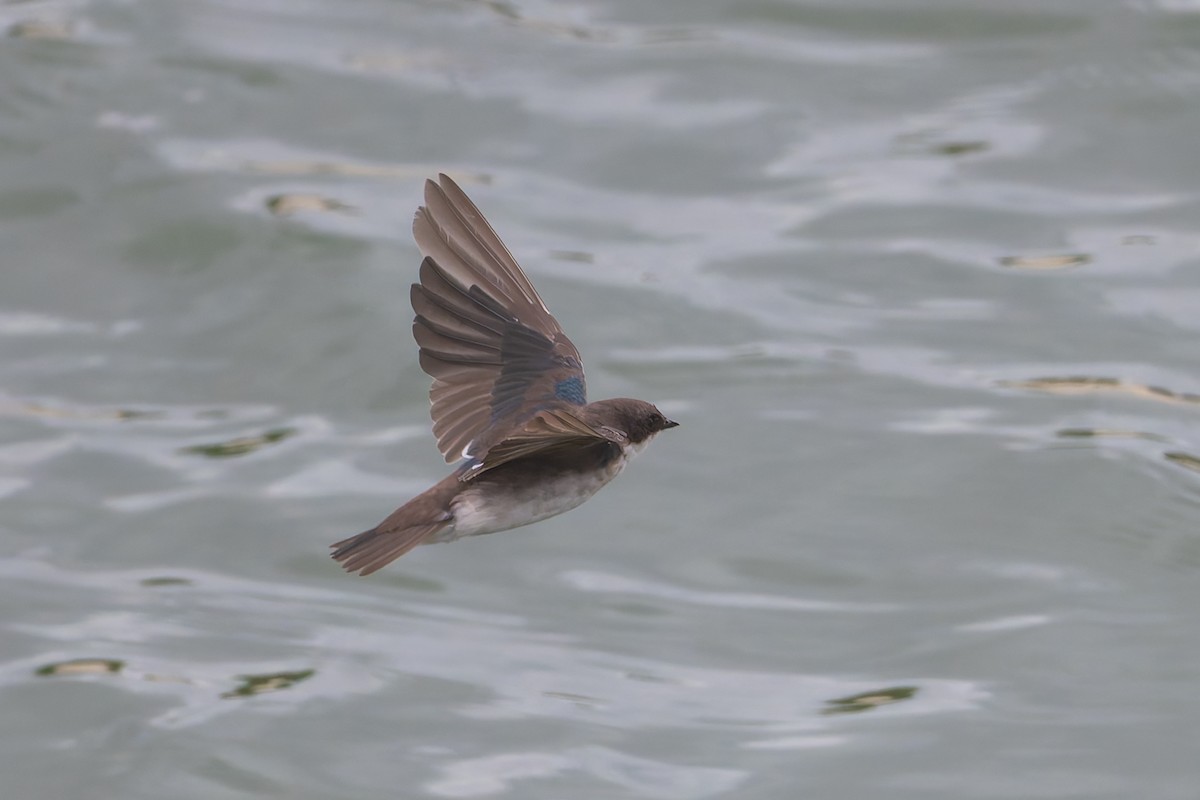 Tree Swallow - ML623763188