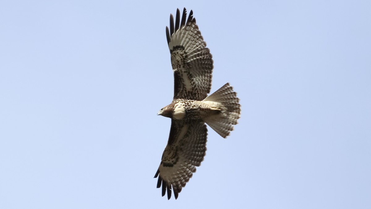 Red-tailed Hawk - ML623763233